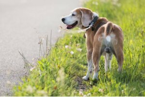 Grunde til, at en hund ikke har testikler