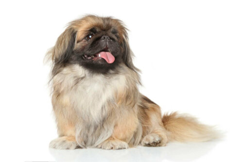 En pekingeser