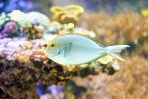 Ved du, hvad de forskellige fisk spiser?