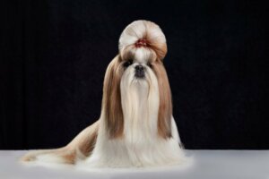 Forskellene mellem en Pekingeser og Shih Tzu