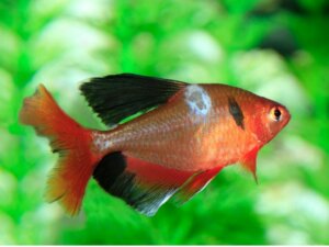 Svampe i fisk: Typer, symptomer og behandlinger