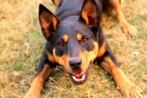 Den australske kelpie: Alt om denne race