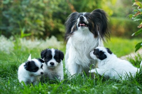 Hvad skal jeg gøre, hvis min hund savner sine hvalpe?