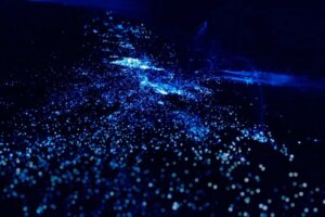 Tilstedeværelsen af bioluminescerende plankton og alger ved kysterne