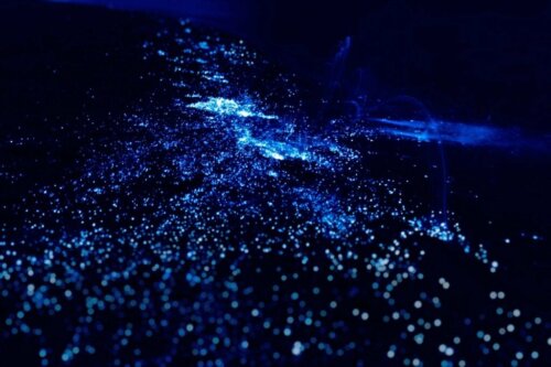 Tilstedeværelsen af bioluminescerende plankton og alger ved kysterne
