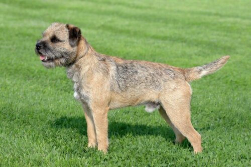 En border terrier