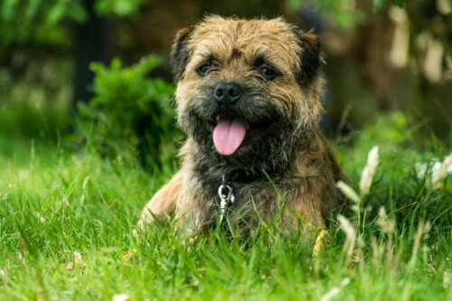 Border terrier: Alt om denne race