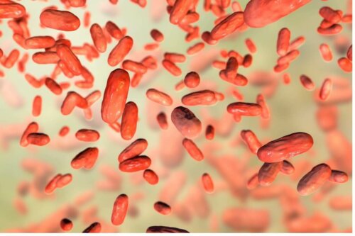 Illustration af bordetella hos hunde