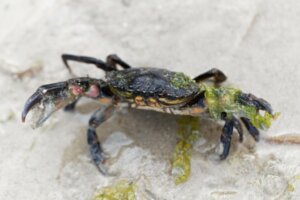 Karakteristika for den almindelige strandkrabbe: En invasiv art
