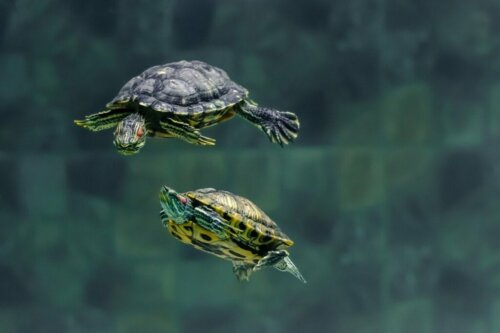 Ved du, hvad vandskildpadder spiser?