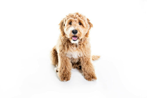 En goldendoodle