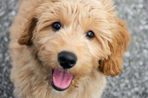 Goldendoodle: Alt om denne race