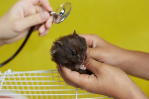 12 tegn på, at din hamster er ved at dø