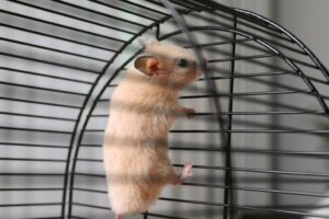 Hvad er grunden til, at min hamster klatrer i sit bur?