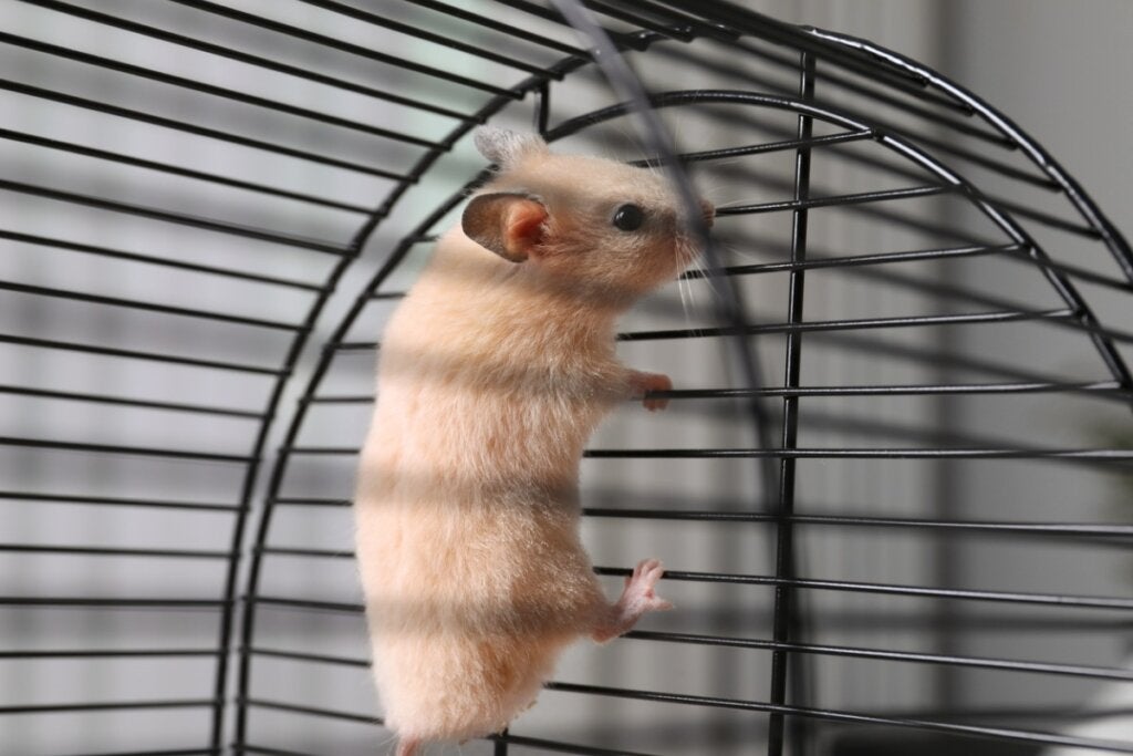 Hvad er grunden til, at min hamster klatrer i sit bur?