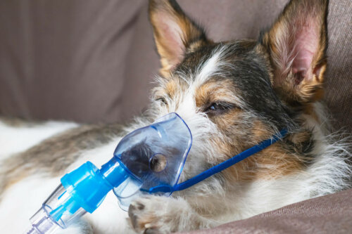 Hund får ilt grundet bordetella hos hunde