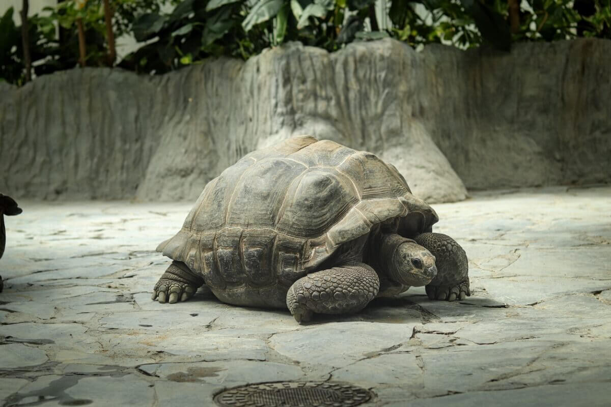 Kæmpe landskildpadde