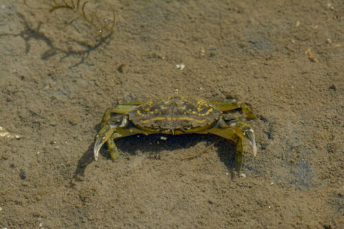 Den almindelige strandkrabbe på sandbund