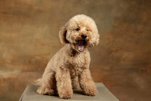 Maltipoo: Alt om denne race
