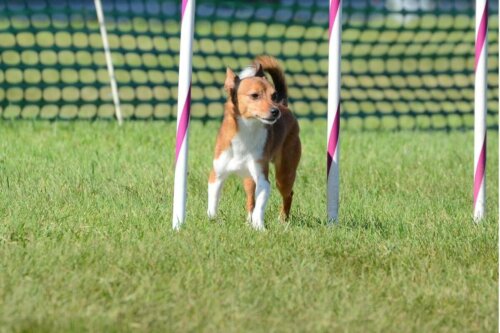 Den portugisiske Podengo