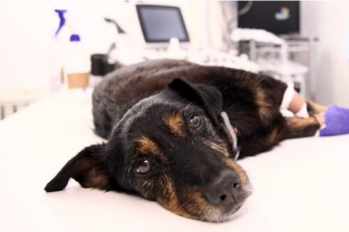 Syg hund grundet lændesmerter hos hunde