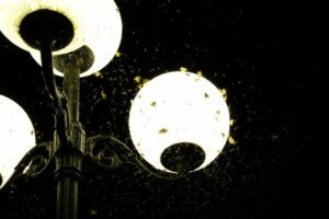 Grunde til, at lys tiltrækker insekter