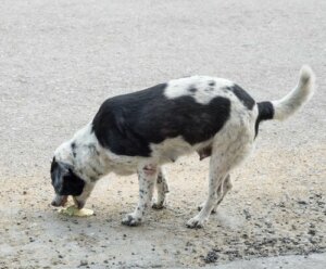 Hjemmemidler mod opkastning hos hunde