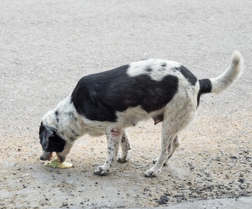 Hjemmemidler mod opkastning hos hunde