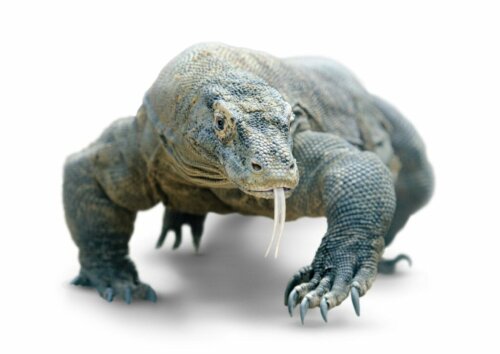 Hvorfor er et bid fra en komodovaran farligt?