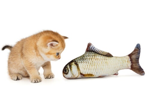 Hjemlige anekdoter om katte