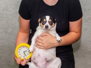 9 tegn på, at en hund er ved at føde