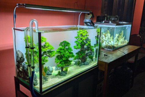 Mit akvarium er utæt: Hvad er årsagen?