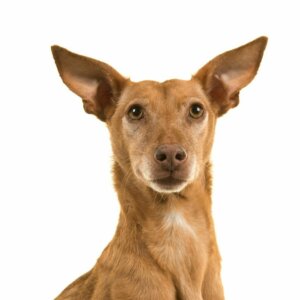 Podenco Canario: Alt om denne race