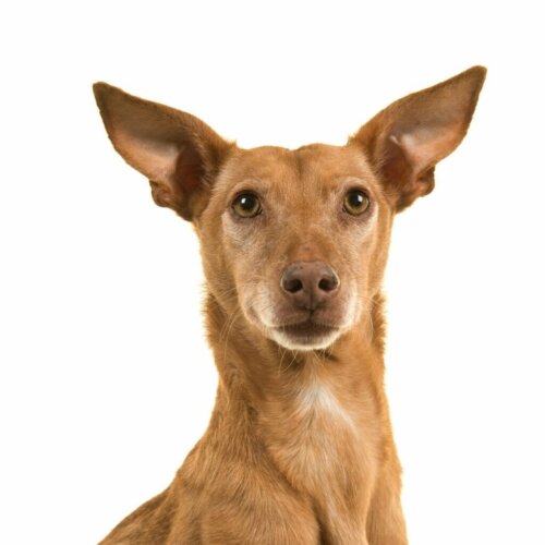 Podenco Canario: Alt om denne race