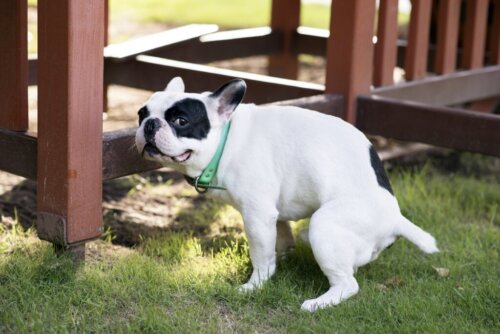 Naturlige midler til behandling af colitis hos hunde