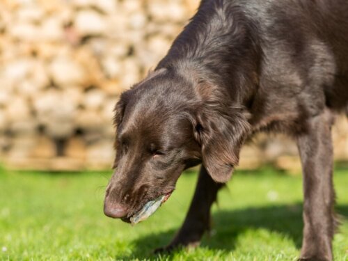 7 årsager til, at din hund kaster galde op