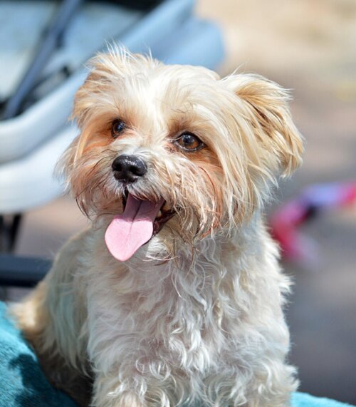 Morkie: Alt om denne race