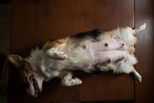 Genkend tegnene på en fantomgraviditet og hvad du skal gøre