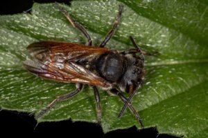 Verdens største bi genopdaget efter 38 år