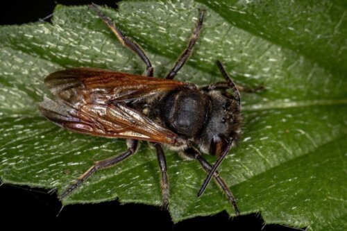 Verdens største bi genopdaget efter 38 år