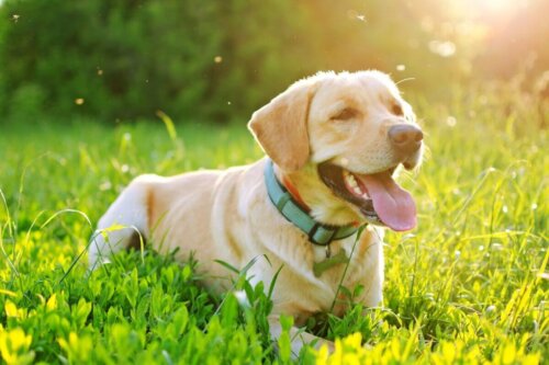 En hund ligger på græs