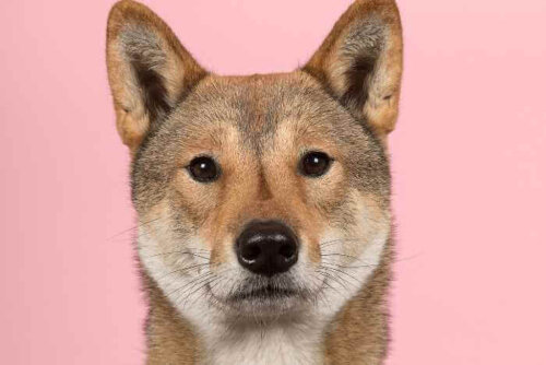 Nærbillede af en hund, der viser en hunds syn