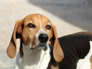 En hunds syn: Se verden gennem en hunds øjne