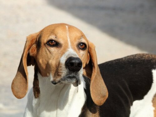 En hunds syn: Se verden gennem en hunds øjne