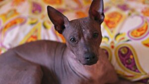 Alt om xoloitzcuintli (mexicansk hårløs) hund
