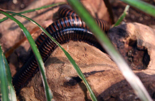 Kæmpe afrikansk tusindben