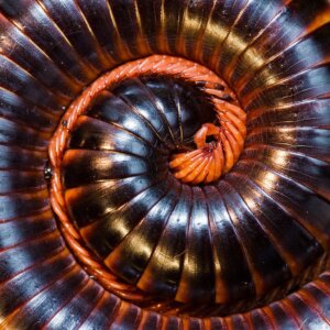 Kæmpe afrikansk tusindben: Levested, kendetegn og spændende fakta