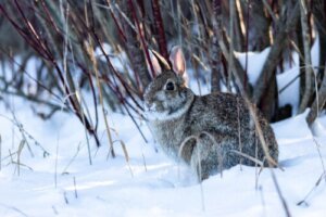 Sådan kan du holde kaniner varme om vinteren