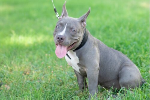 Fakta om Pitbulls med blå næse og rød næse