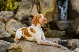 Bracco Italiano: En af de mest populære hunde